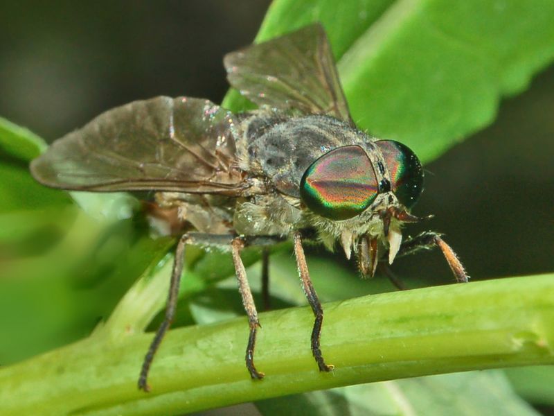 Una mosca dagli occhi verdi